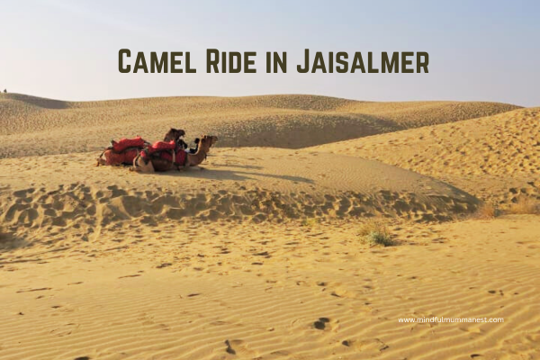  Camel resting on sand dunes during a camel ride experience in Jaisalmer desert
